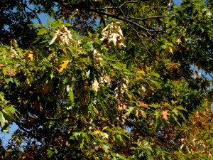 Small Twigs dying from Kermes Scale.