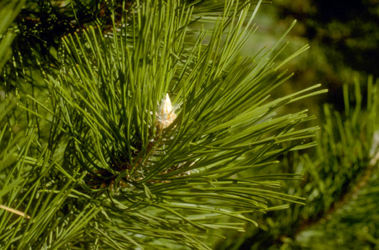 Austrian Pine Bud