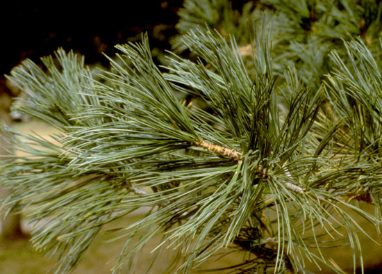 Southwestern White Pine Needles