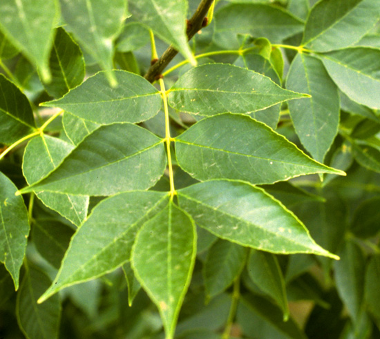 Ash, Green leaf