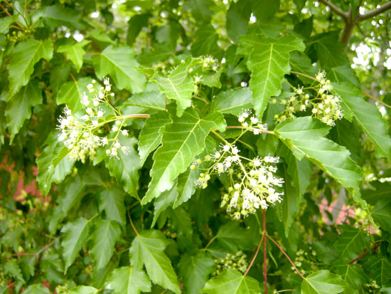 Maple,-Tatarian-Blossoms-
