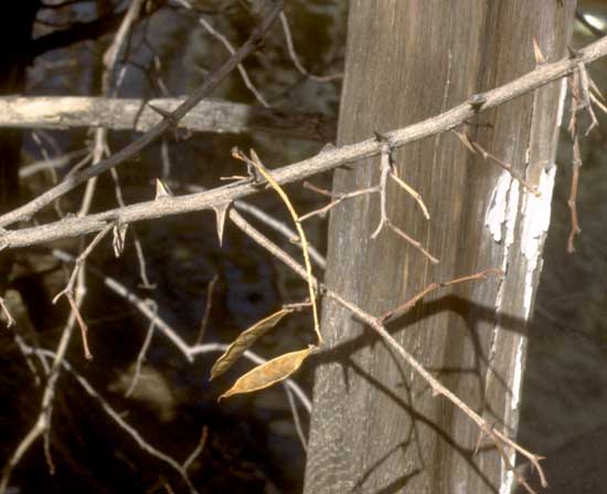 Locust,-Black-Pods-and-Thorns