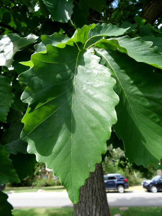 Chestnut Oak Leaf