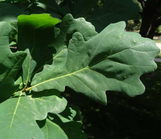English Oak Leaf