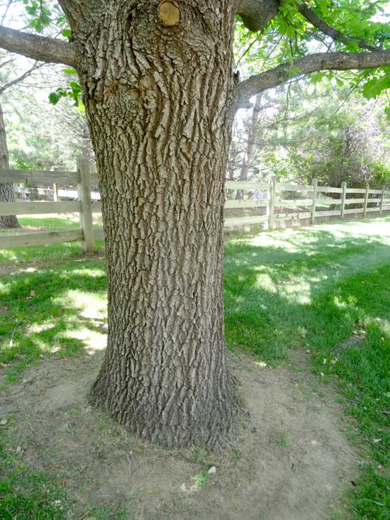 English Oak Trunk