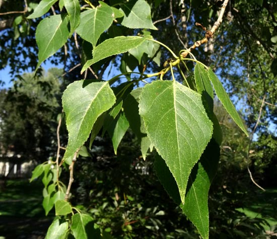 Cottonwood,-Eastern-leaves-web
