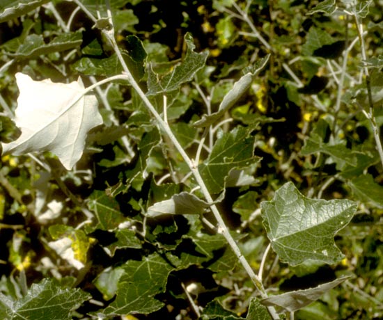 Poplar,-White-Leaves-web