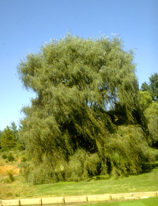 Willow,-Weeping-web