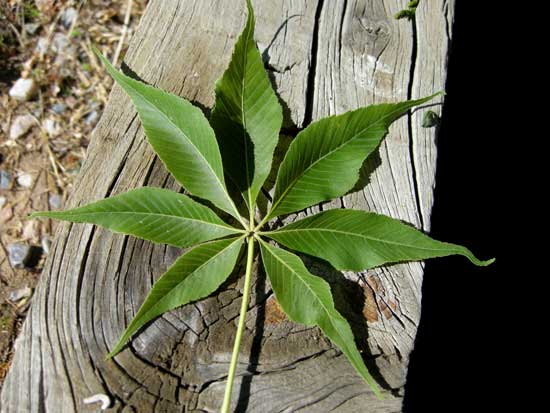 buckeye-ohio-leaf-web