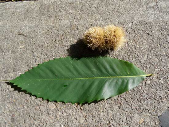chestnut-leaf-and-fruit-web