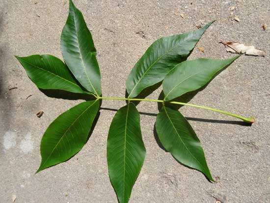 hickory-shagbark-leaf-web