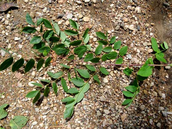 kentucky-coffeetree-leaf-web