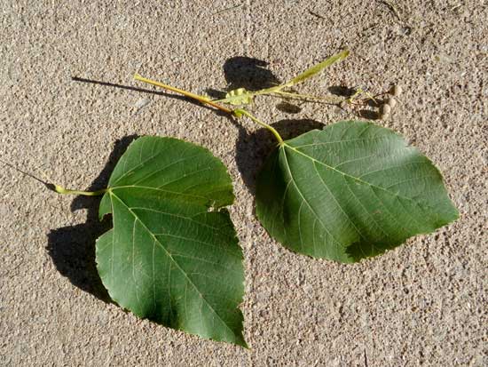 linden-american-leaves-web