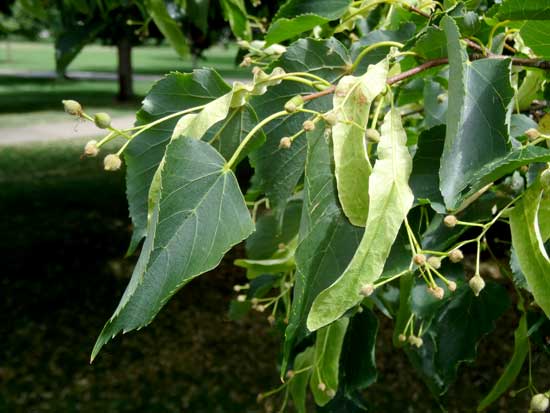 linden-little-leaf-foliage-web