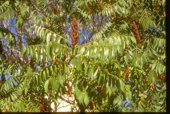 sumac-staghorn-foliage-and-fruit-web