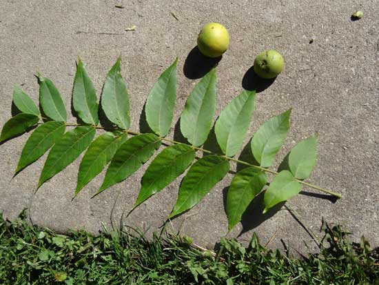 Árboles frutales con hojas compuestas