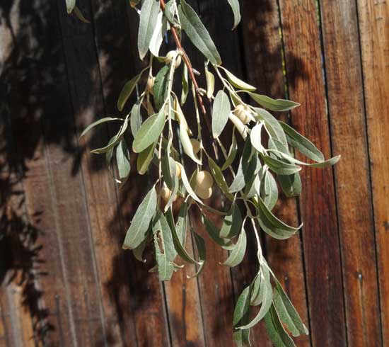 olive-russian-fruit-and-foliage-web